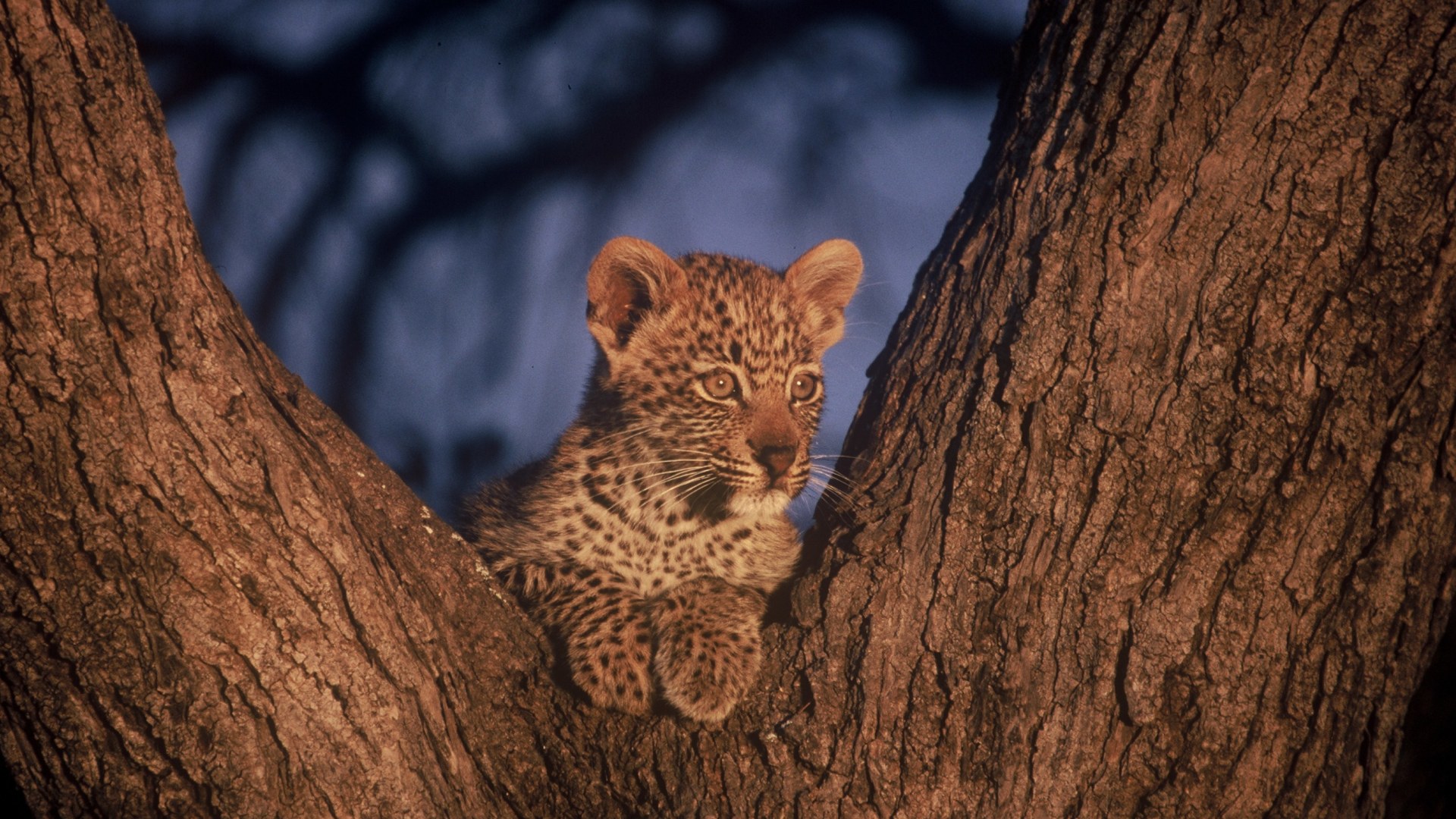 Leopardenbaby im Baum liegend